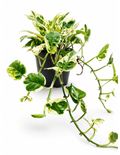 Scindapsus Variegato H20 cm Vaso Ø12