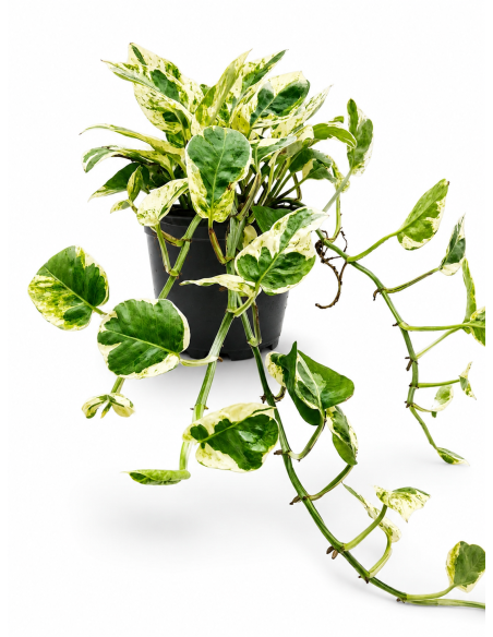 Scindapsus Variegato H20 cm Vaso Ø12