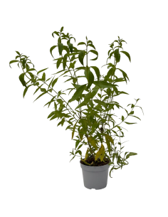 Lippia Citriodora Verbena Odorosa H70 cm Vaso Ø14