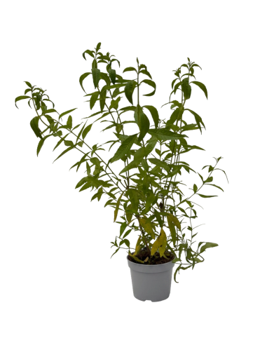 Lippia Citriodora Verbena Odorosa H70 cm Vaso Ø14
