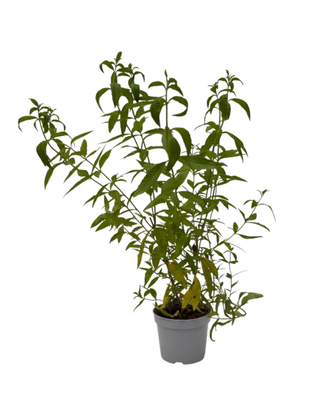 Lippia Citriodora Verbena Odorosa H70 cm Vaso Ø14