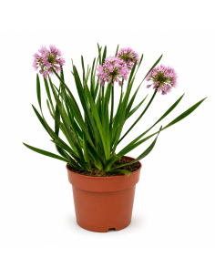 Allium Aglio Ornamentale H38 cm Vaso Ø17
