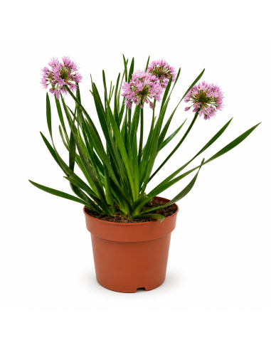 Allium Aglio Ornamentale H38 cm Vaso Ø17