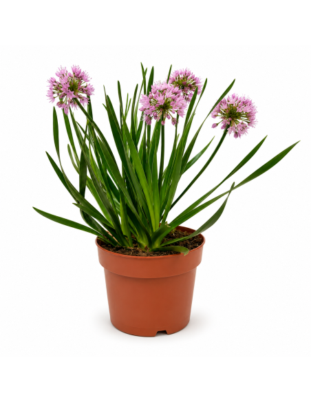 Allium Aglio Ornamentale H38 cm Vaso Ø17