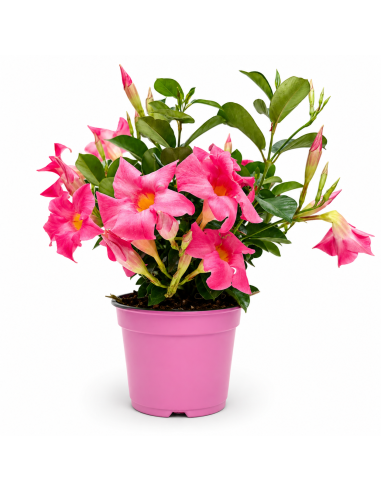 Dipladenia Rosa H35 cm Vaso Ø14