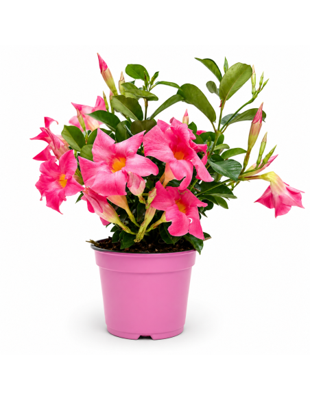 Dipladenia Rosa H35 cm Vaso Ø14