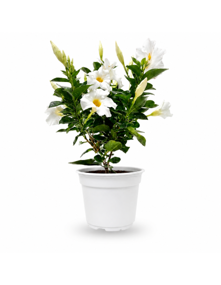 Dipladenia Bianca H35 cm Vaso Ø14