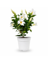 Dipladenia Bianca H35 cm Vaso Ø14