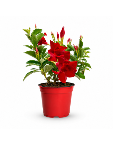 Dipladenia Rossa H35 cm Vaso Ø14