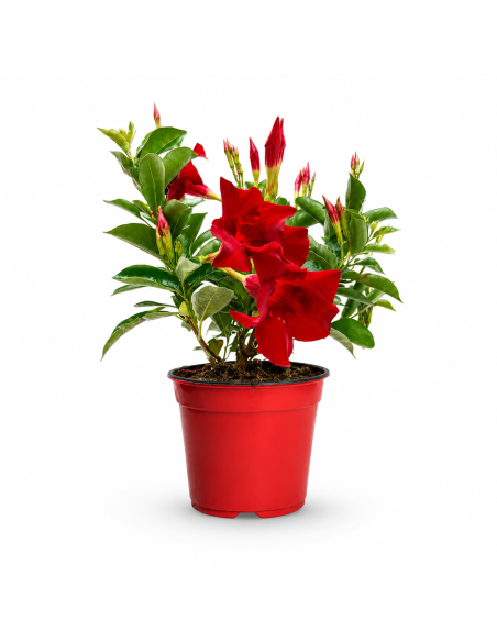 Dipladenia Rossa H35 cm Vaso Ø14