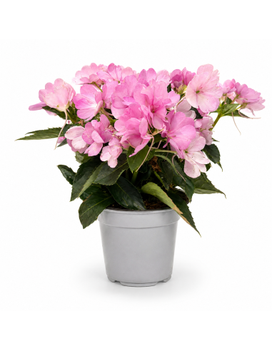 Impatiens Rosa H30 cm Vaso Ø14