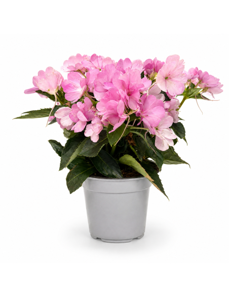 Impatiens Rosa H30 cm Vaso Ø14