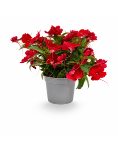 Impatiens Rosso H30 cm Vaso Ø14