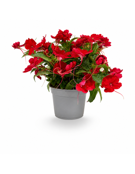 Impatiens Rosso H30 cm Vaso Ø14