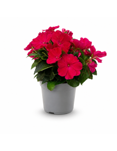 Impatiens Fucsia H30 cm Vaso Ø14