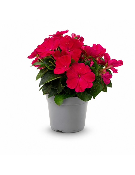 Impatiens Fucsia H30 cm Vaso Ø14