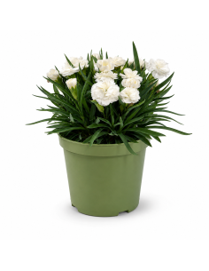 Dianthus Bianco  Garofano H30 cm Vaso Ø14