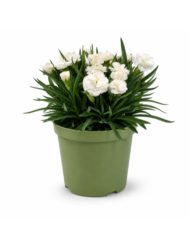 Dianthus Bianco  Garofano H30 cm Vaso Ø14