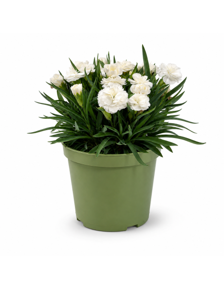 Dianthus Bianco  Garofano H30 cm Vaso Ø14