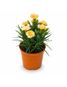 Dianthus Giallo Garofano H30 cm Vaso Ø14