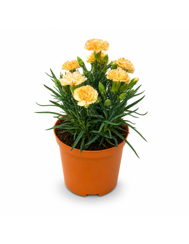 Dianthus Giallo Garofano H30 cm Vaso Ø14