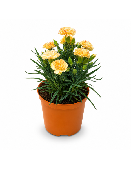 Dianthus Giallo Garofano H30 cm Vaso Ø14
