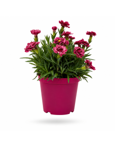 Dianthus Rosso Garofano H30 cm Vaso 14