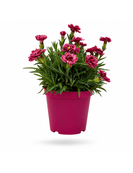 Dianthus Rosso Garofano H30 cm Vaso 14
