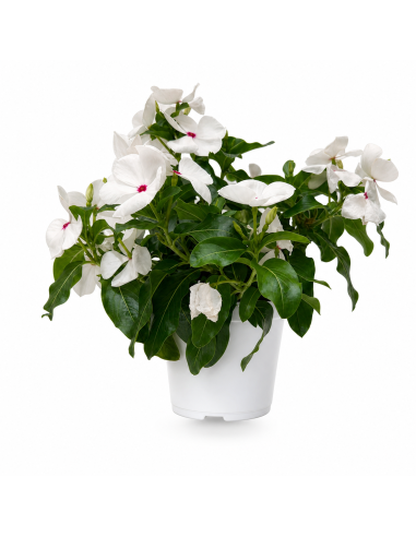 Vinca Bianca H25 cm Vaso 14