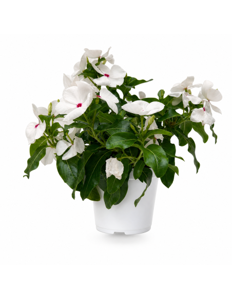 Vinca Bianca H25 cm Vaso 14