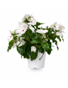 Vinca Bianca H25 cm Vaso 14