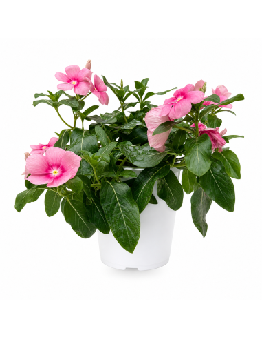 Vinca Rosa H25 cm Vaso 14