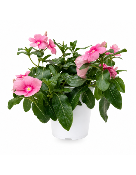 Vinca Rosa H25 cm Vaso 14
