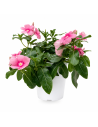 Vinca Rosa H25 cm Vaso 14