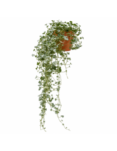 Dichondra Argentea H80 Vaso 14 | Febo Garden