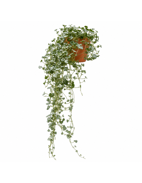 Dichondra Argentea H80 Vaso 14 | Febo Garden