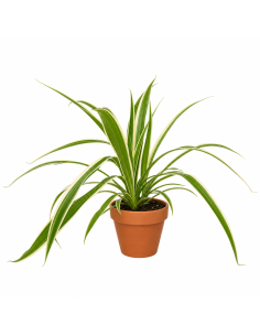 Chlorophytum Falangio H40 Vaso 13 | Febo Garden