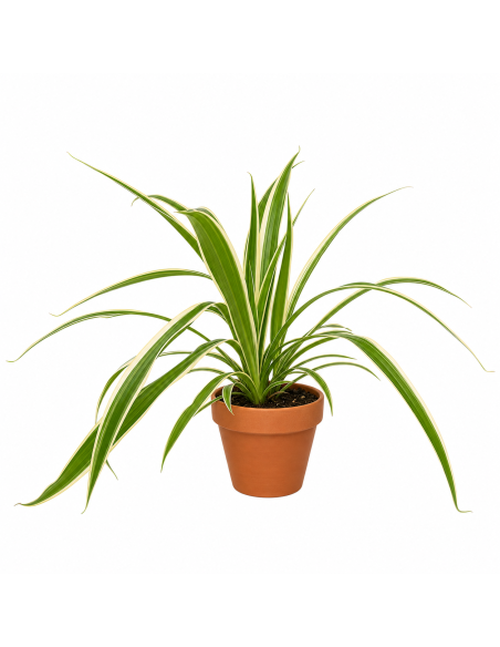 Chlorophytum Falangio H40 Vaso 13 | Febo Garden