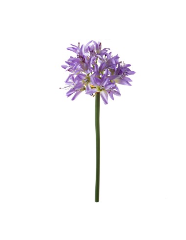 Bianchi Dino Agapanthus Lilac 79 cm con Bocci