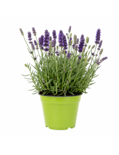 Lavanda Hidcote Viola H30 Vaso 14 | Febo Garden