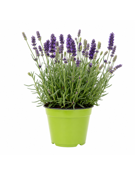 Lavanda Hidcote Viola H30 Vaso 14 | Febo Garden