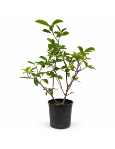 Prunus Laurocerasus  Lauroceraso H100 cm Vaso 18