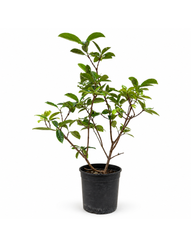 Prunus Laurocerasus  Lauroceraso H100 cm Vaso 18