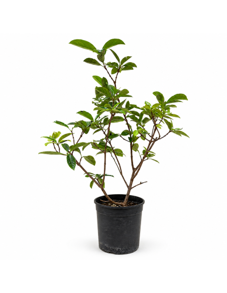 Prunus Laurocerasus  Lauroceraso H100 cm Vaso 18