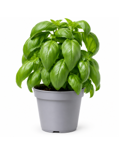 Basilico Verde H30 Vaso 14 | Febo Garden