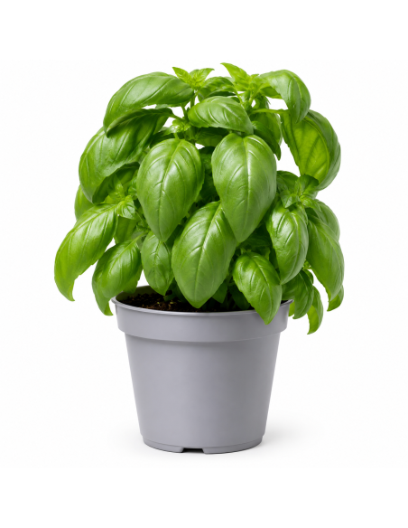 Basilico Verde H30 Vaso 14 | Febo Garden