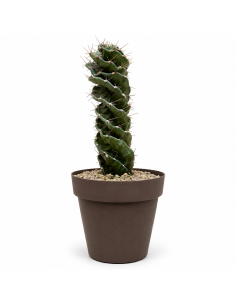 Cactus Spirale H45 cm Vaso 20