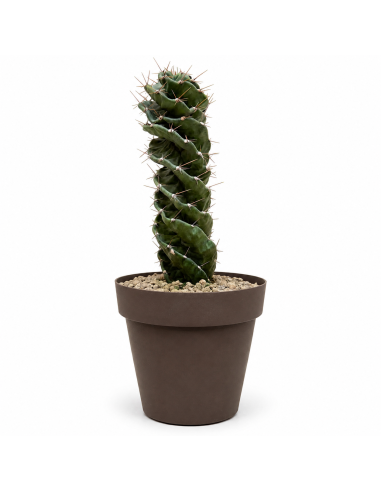 Cactus Spirale H45 cm Vaso 20