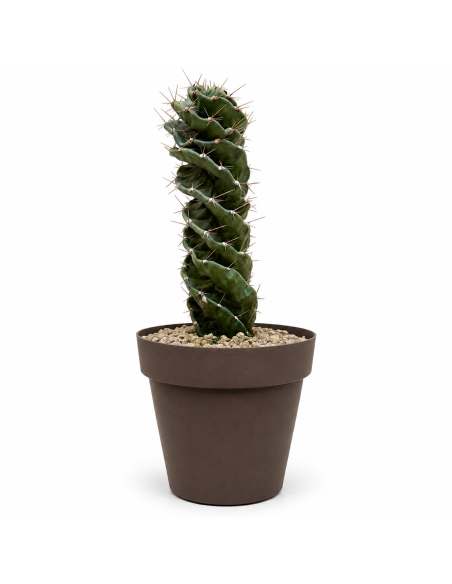 Cactus Spirale H45 cm Vaso 20