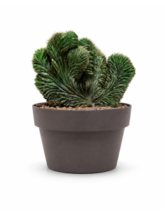 Polaskia Chichipe Crestata H23 Vaso 20 | Febo Garden